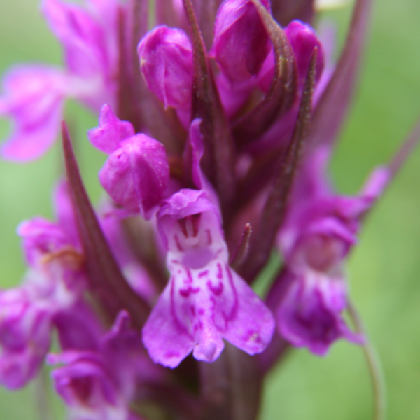 Orchis mascula